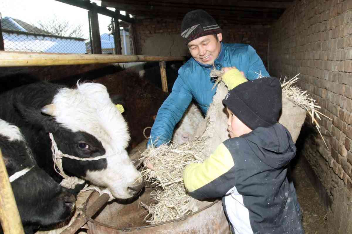 Елде өндірілетін сиыр етінің көлемі халықтың қажеттіліктерін толық қанағаттандырады