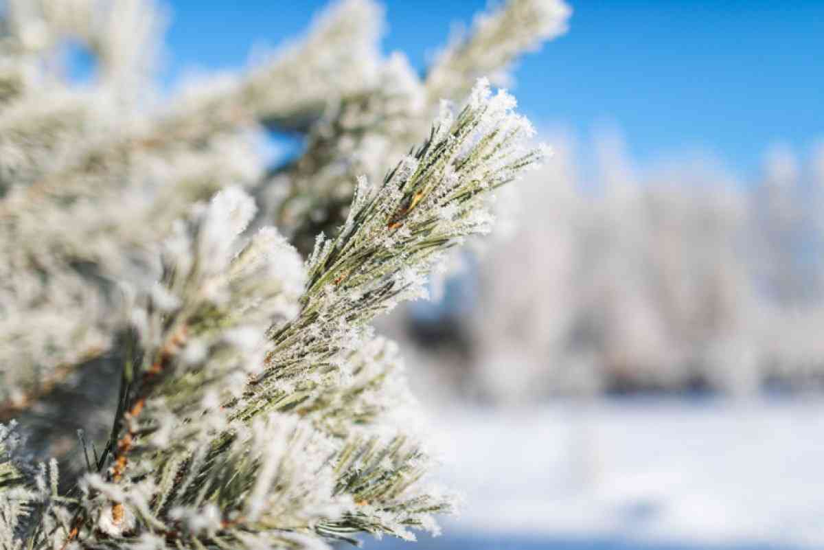 Алдағы күндері 28 градусқа дейін аяз болады