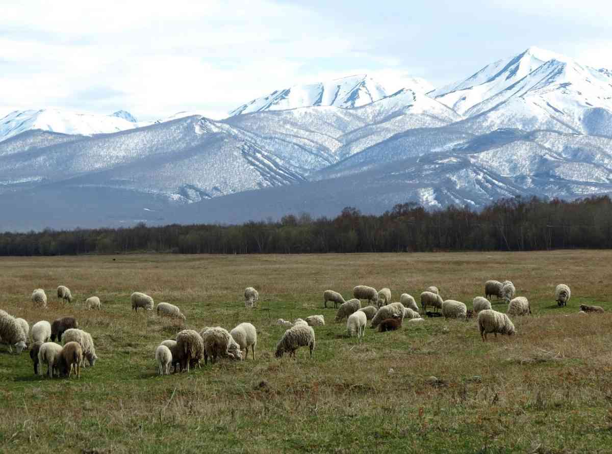 Қарыз алып құрбан шалуға болады ма?