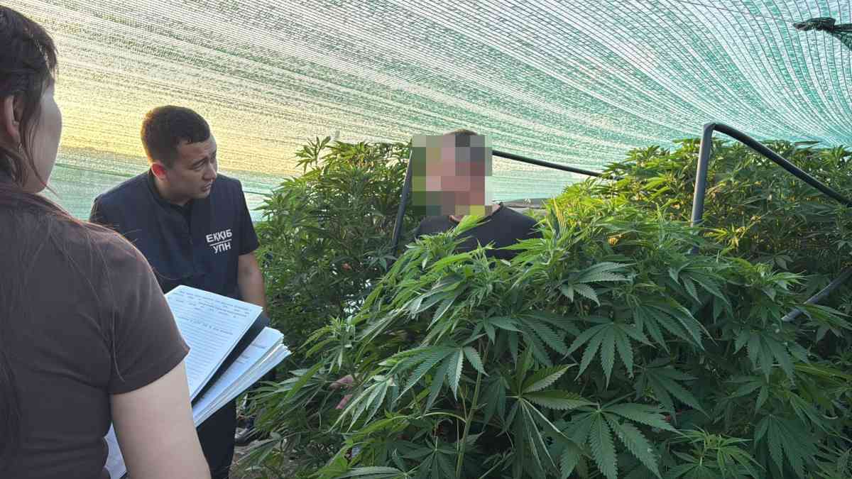 БҚО-да есірткі өсімдіктерін заңсыз өсіру дерегі анықталды