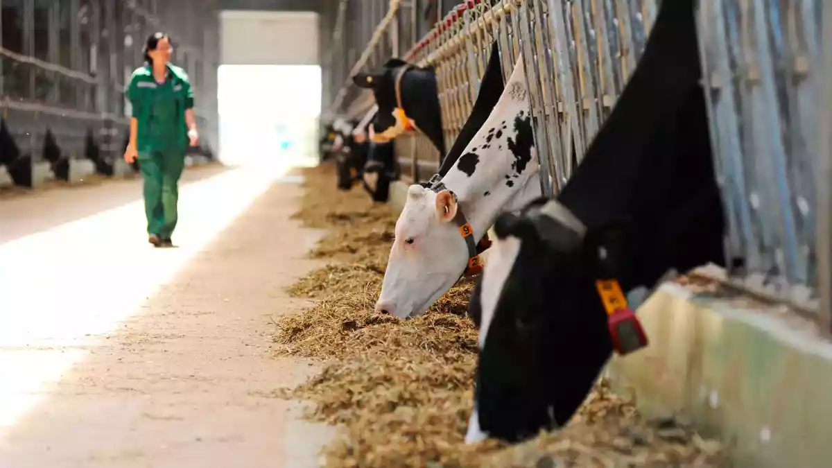 Ауыл шаруашылығы санағы 20 қыркүйекке дейін жалғасады