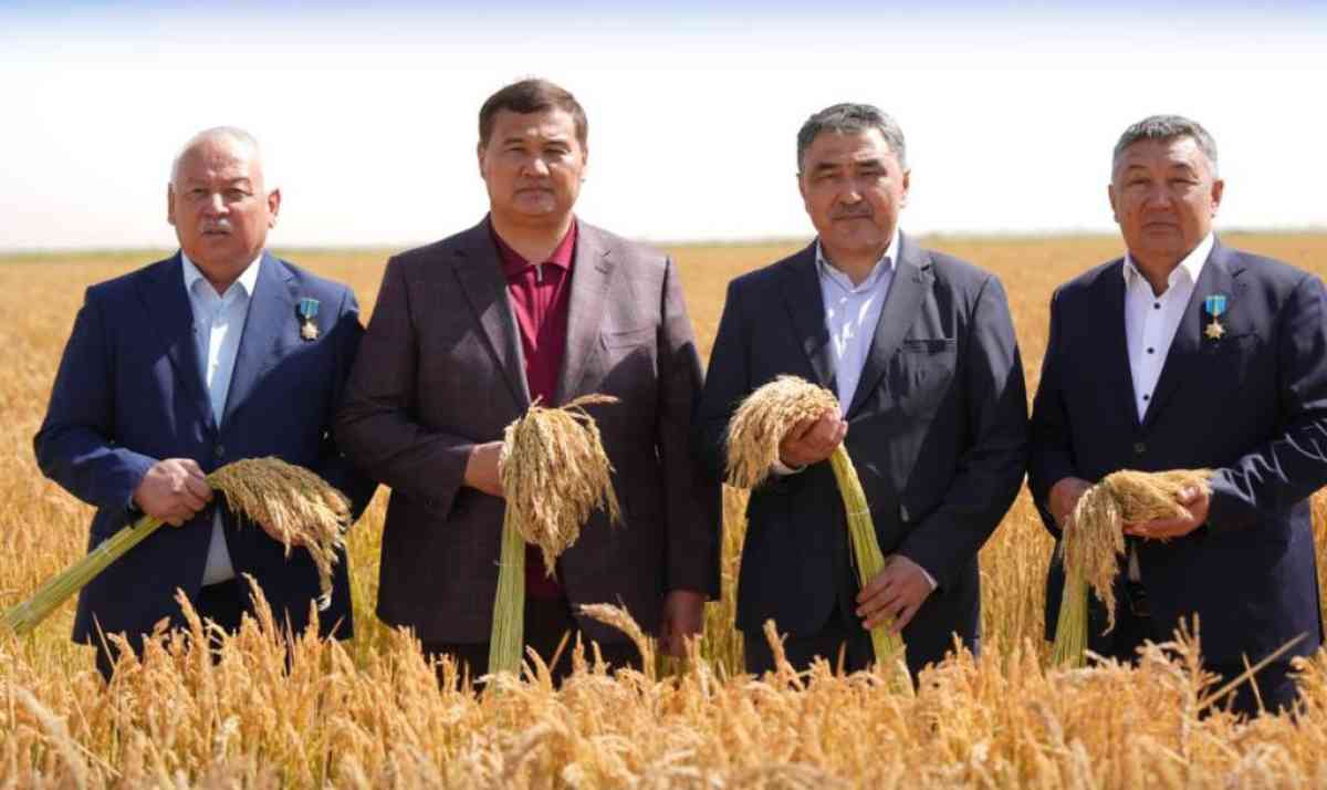 Қызылорда облысында күріш жинау науқаны басталды