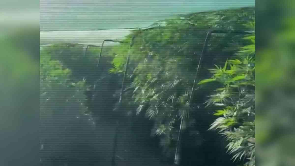 ІІМ: 9 есірткі зертханасы жойылды