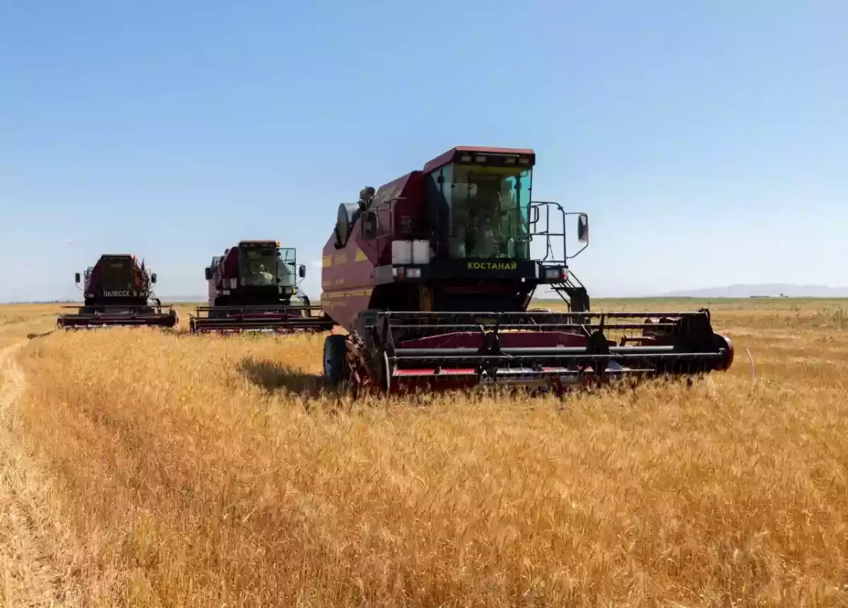 Жамбыл облысында егін жинау қарқынды жүріп жатыр: 3,8 млн тонна өнім күтілуде