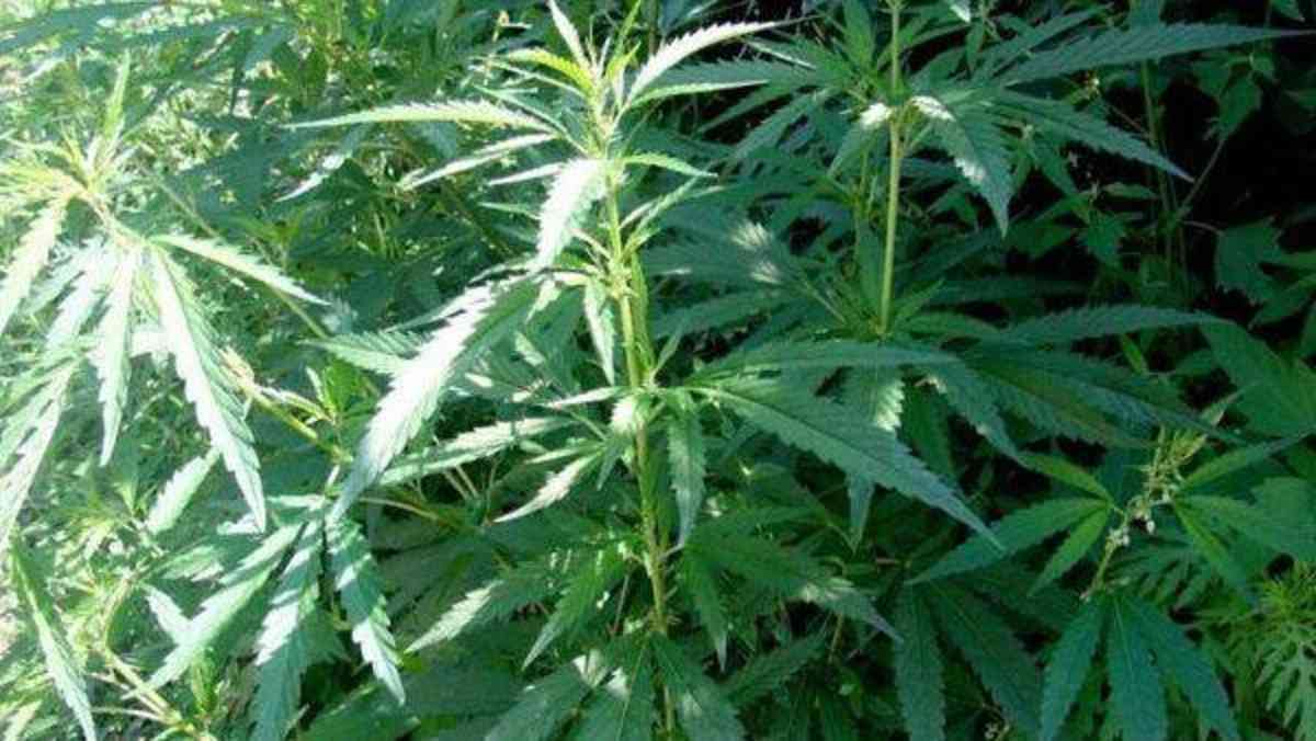 Жамбыл облысында тәртіп сақшылары 7 келіден астам есірткі тәркіледі