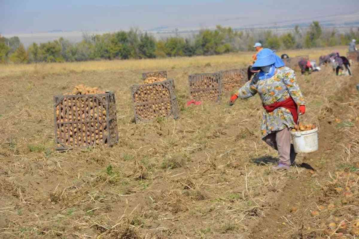 Жуалы ауданының аграрлық әлеуеті артып келеді