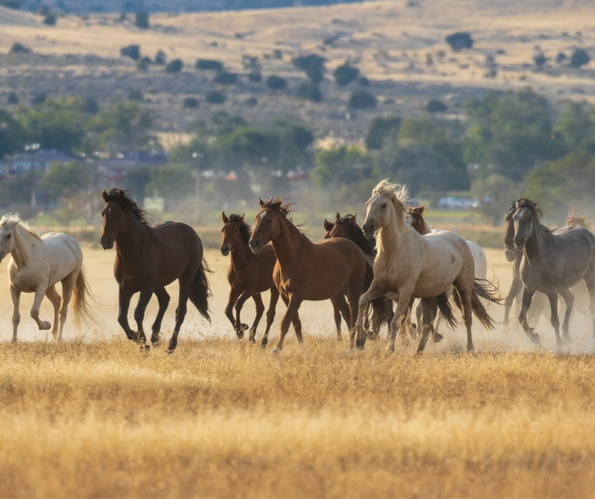 Мойынқұмдықтардың мерейін өсірген «Ауыл аманаты»