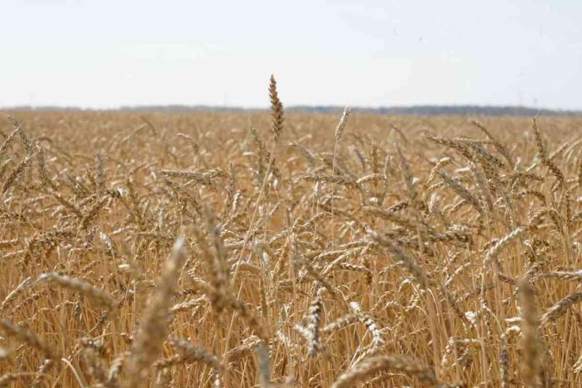 Әзербайжанға астық экспорты 3,4 есеге ұлғайды