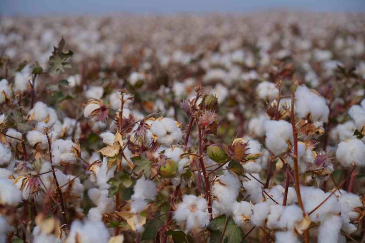 Түркістан облысында мақта жинау науқаны аяқталуға жақын