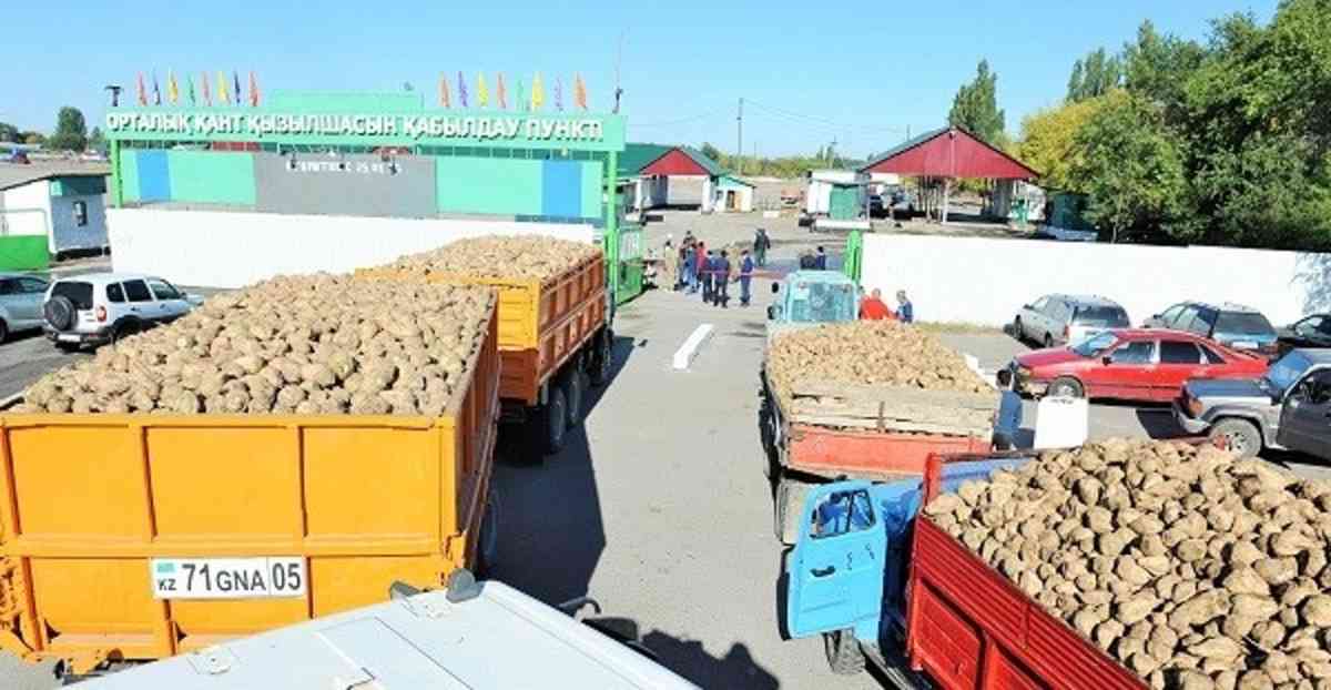 Жамбыл мен Жетісуда қант қызылшасын өңдеу қарқын алды