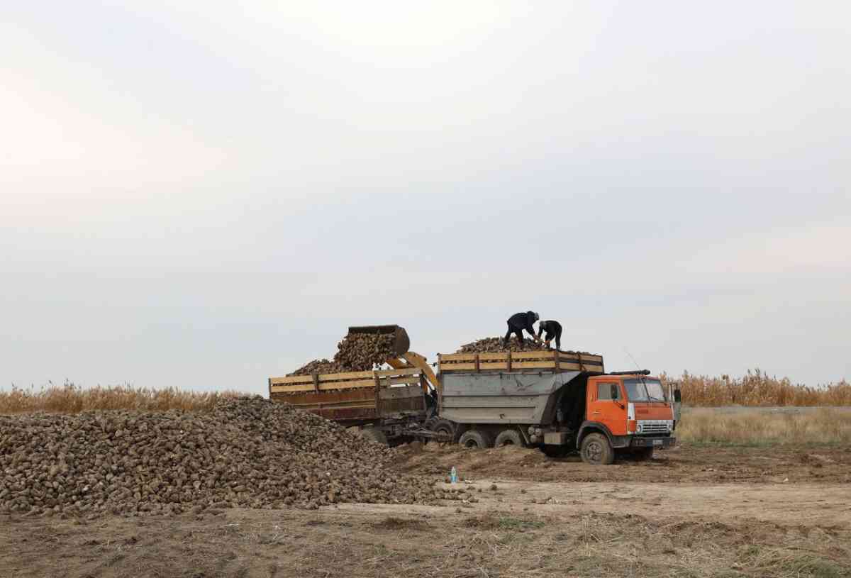 Биыл елімізде 850 мың тонна қант қызылшасы жиналады