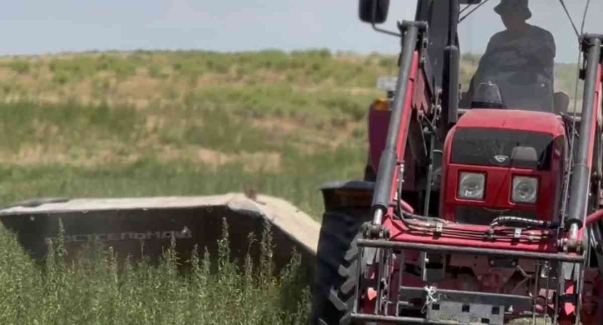 Есірткімен күрес: Жамбыл облысында 8 тоннадан астам есірткі тәркіленді