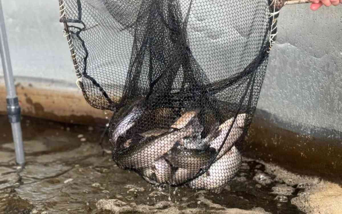 «254 миллион теңге өндірілді»: Қызылордалық компания көксерке етін заңсыз экспорттаған