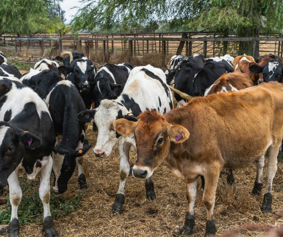 Үкімет малшылар үшін күтпеген жаңалық әзірледі