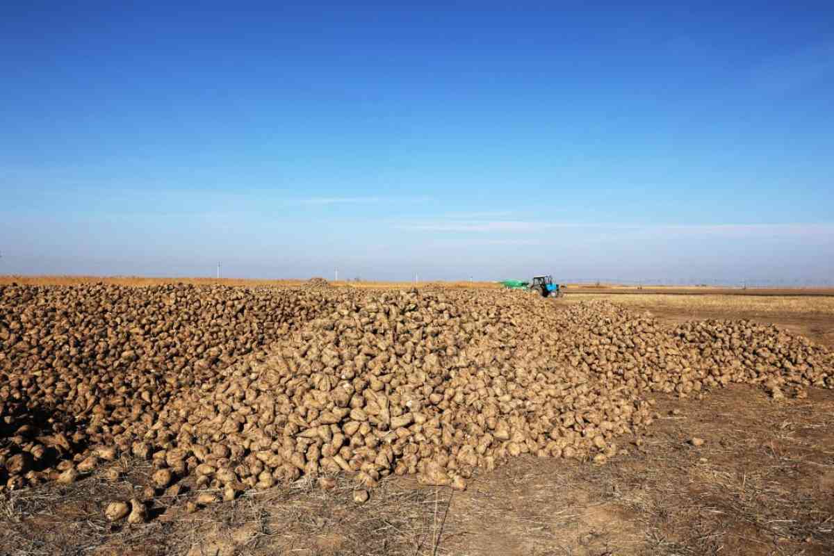 Қант қызылшасын қабылдау қарқынды жалғасуда