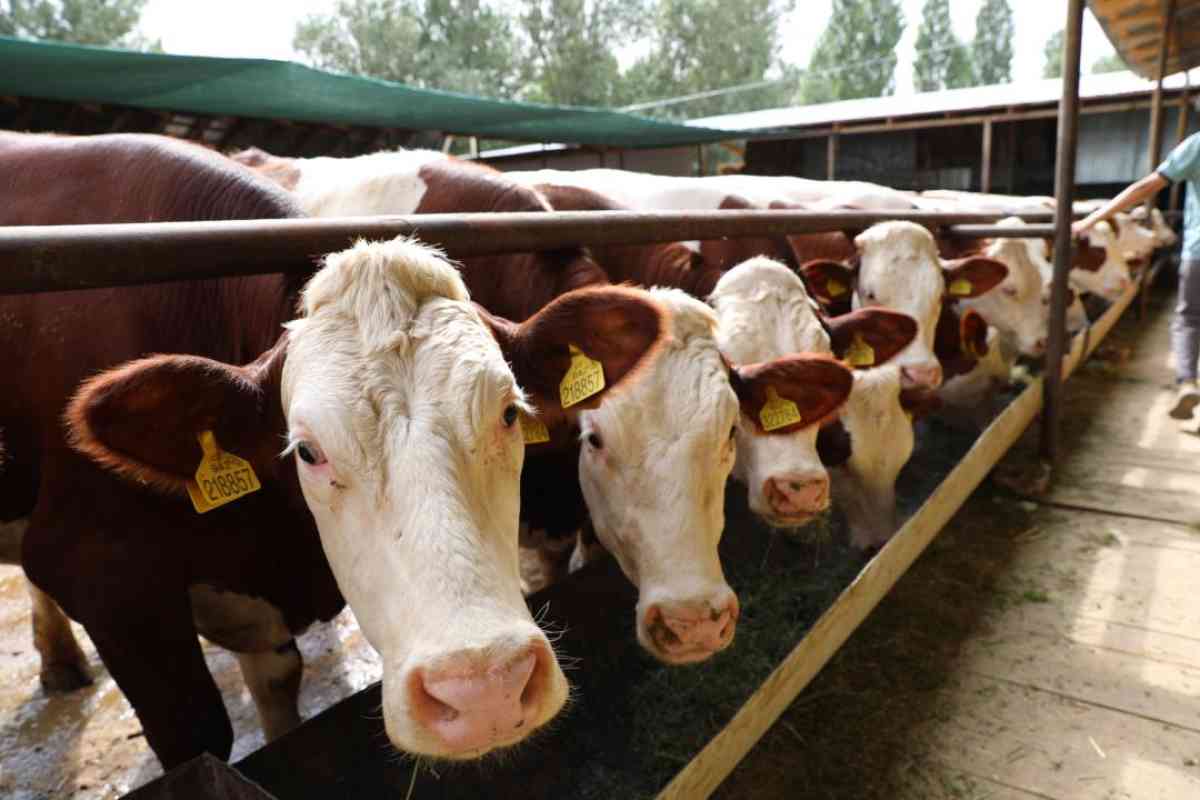 Президент тапсырмасы: Жуалыда асыраушы сала бойынша оң динамика бар