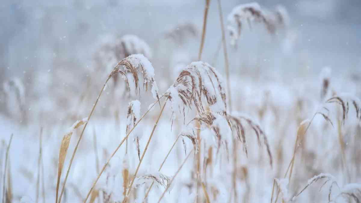 Көрші елдегі астық дағдарысы: егіннің басым бөлігі қар астында қалды