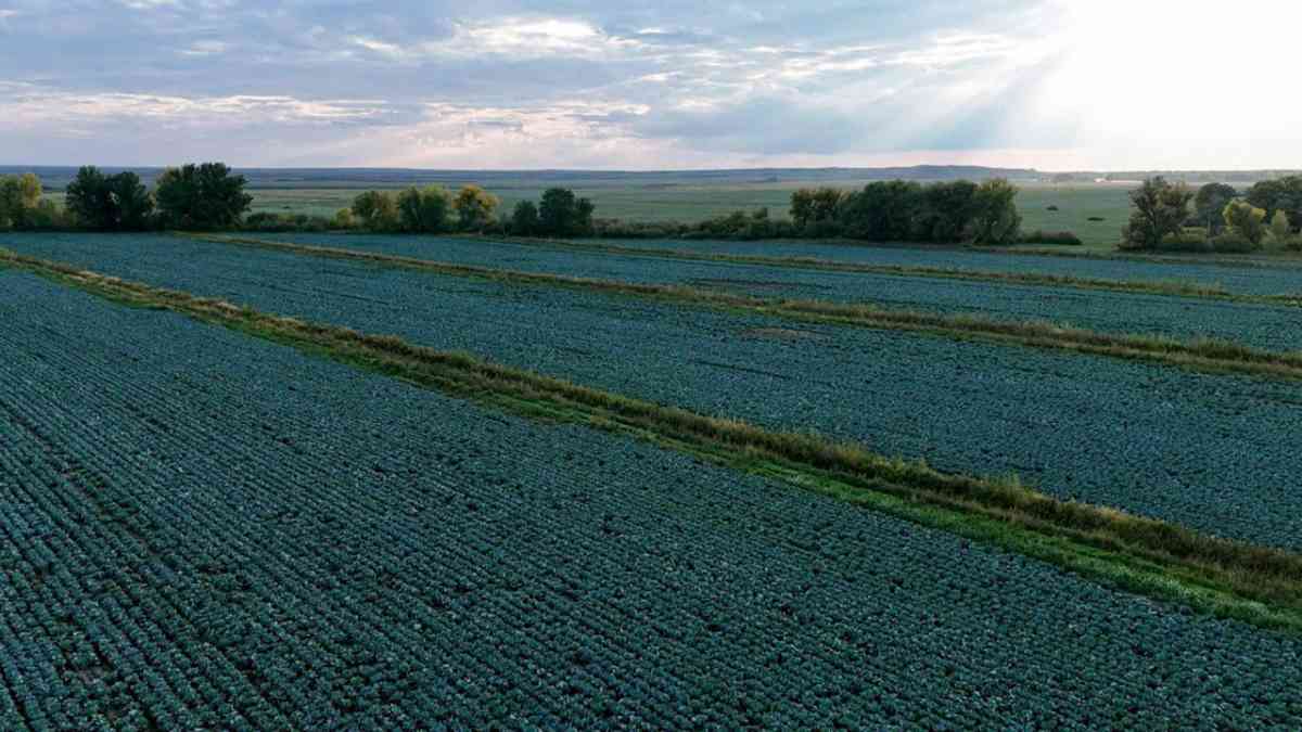 Биыл елімізде 2,9 млн тонна картоп жиналды