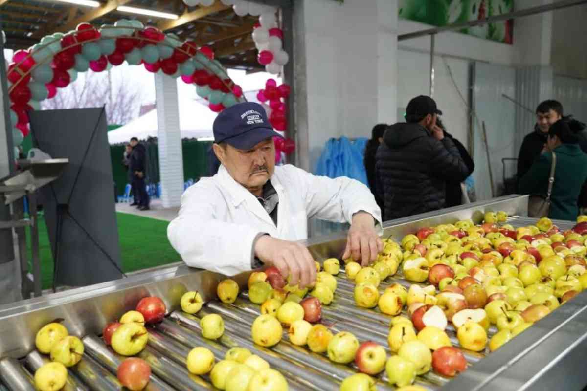 Түркістанда жеміс-жидектерді терең өңдейтін зауыт іске қосылды