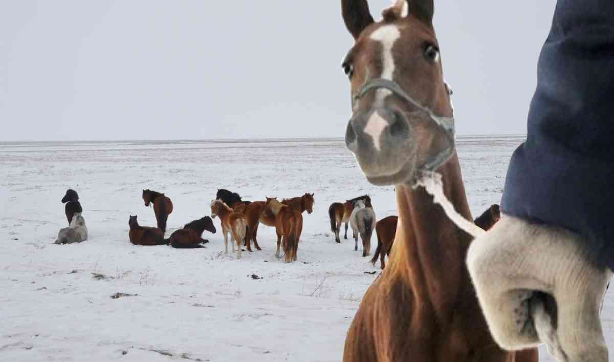 Жамбылдық полицейлер мал ұрыларын “ізін суытпай” ұстады