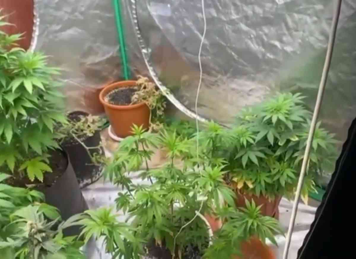 Қарағандыда 33 жастағы тұрғын әкесінің пәтерінде есірткі өсірген