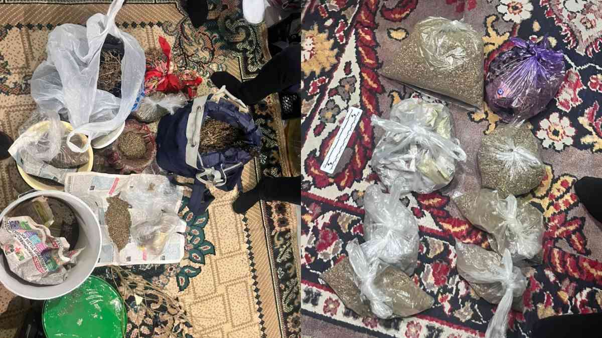 Ақмолада 34 жастағы тұрғыннан 5 келіден астам марихуана тәркіленді