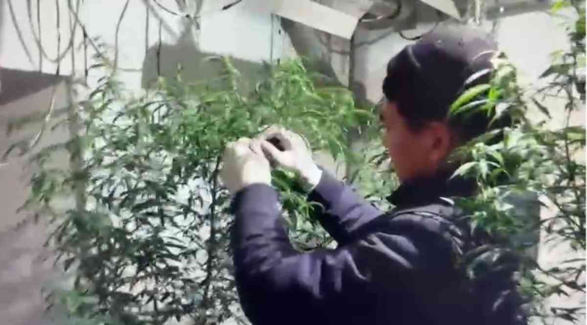 Таразда тәртіп сақшылары қарасора өсірген 2 үйді анықтады