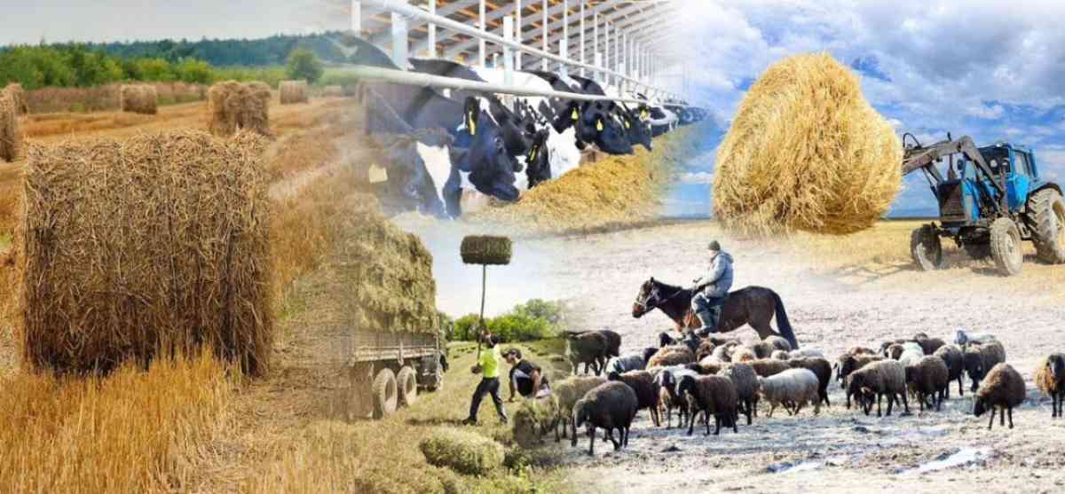 Ауыл шаруашылығы кооперативтеріне субсидия мен жеңілдетілген несие енгізілді