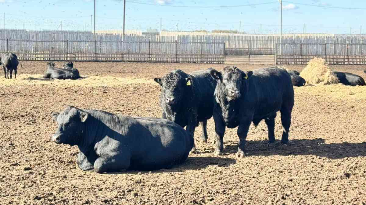 Елімізде малдарды мәжбүрлі жою шаралары жүргізілмейді