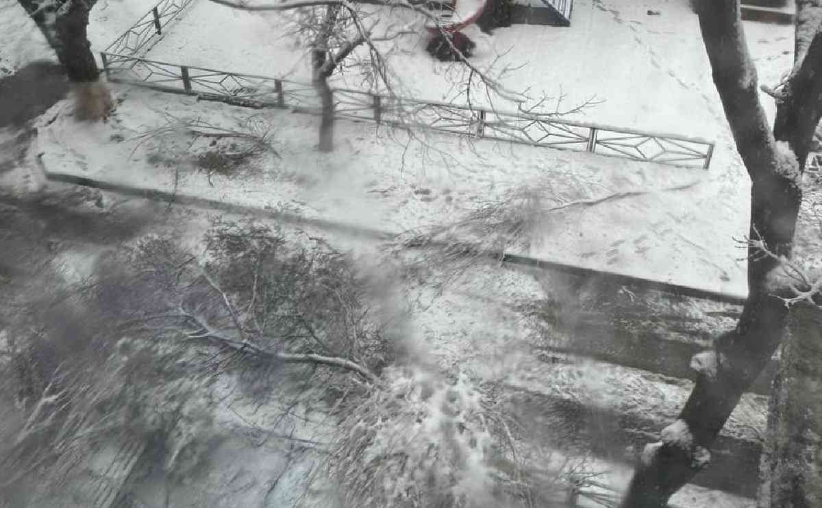 Шымкентте ағаш құлап, 10 жасар бала қаза тапты