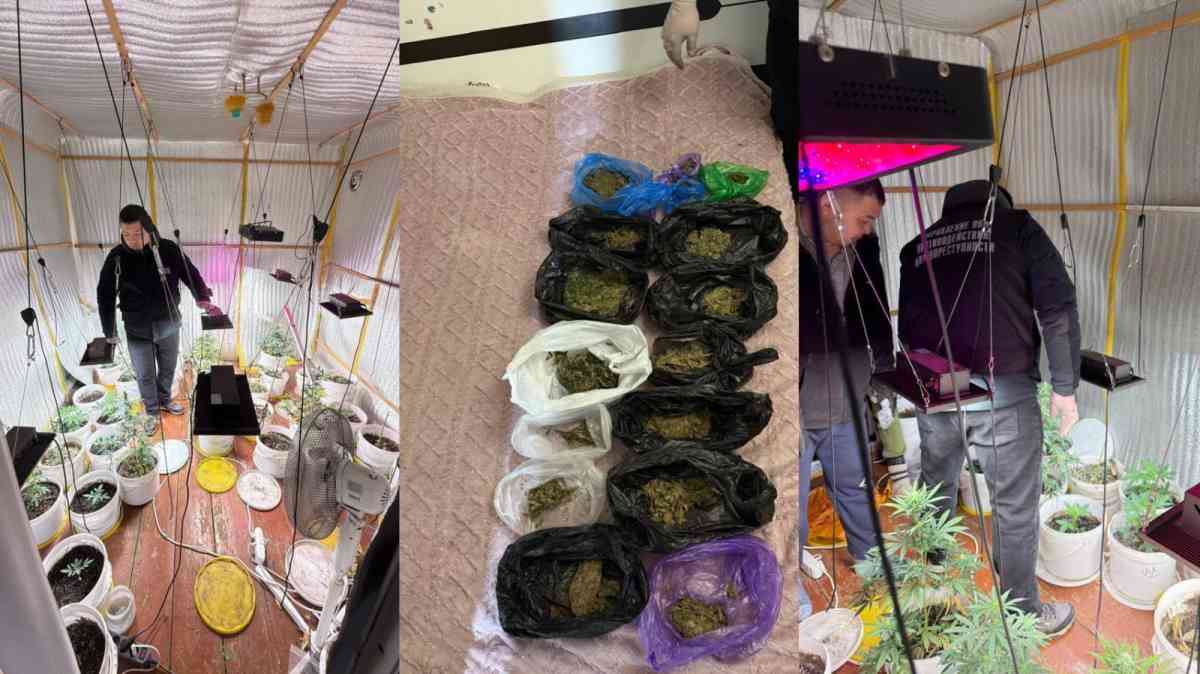 ШҚО-да заңсыз өсімдік өсіретін жасырын фитозертхана анықталды