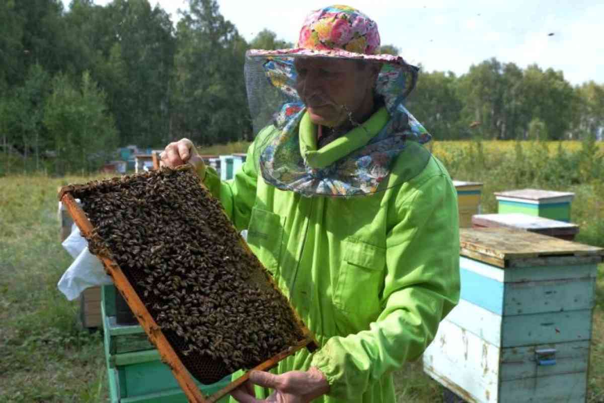 Ара шаруашылығы – агроэкспортты дамытудың жаңа күшіне айналмақ