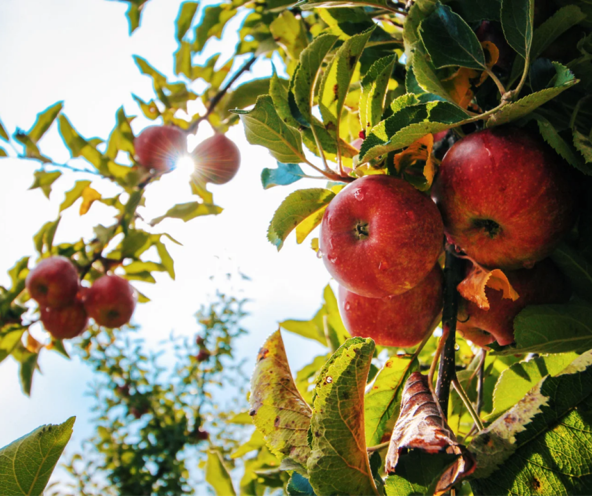 Алматының апорты енді премиум брендке айналмақ
