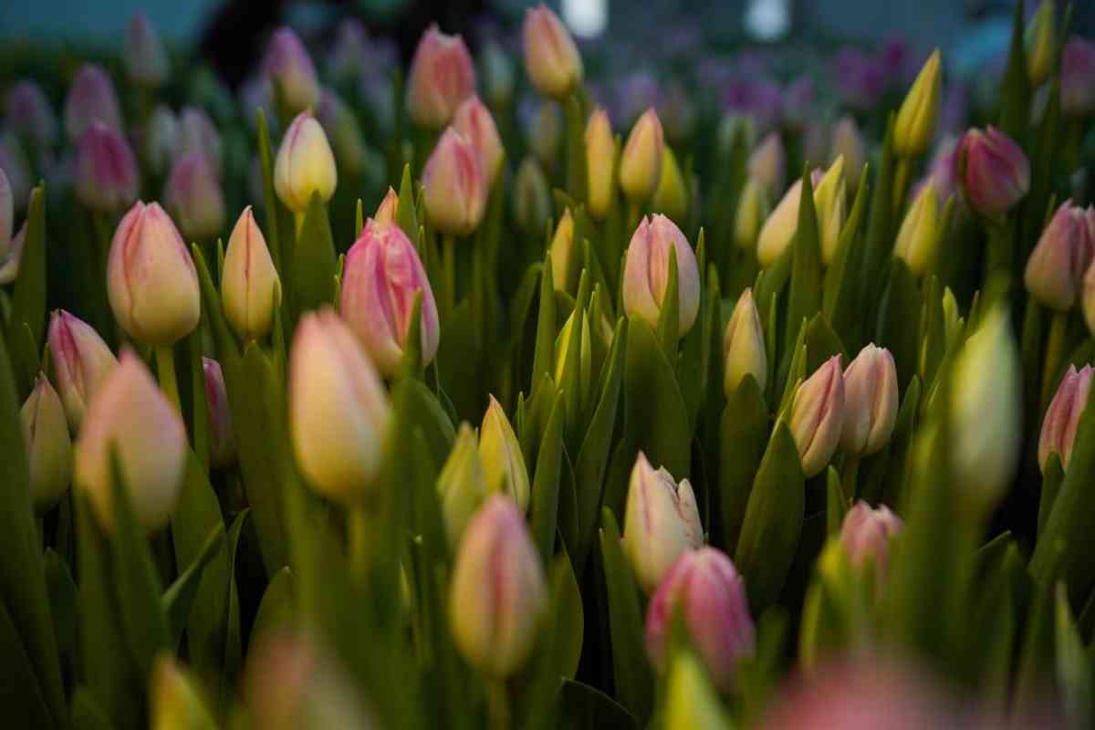 Түркістанда университеттің ботаникалық бағында қызғалдақтар бүр жарды