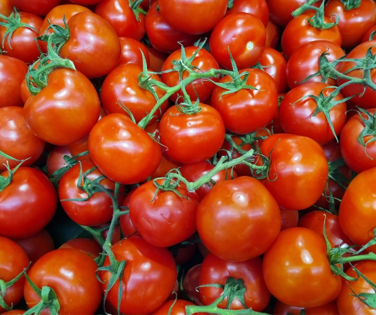 Ресейден әкелінген қызанақ тұқымдарынан қауіпті карантиндік вирус анықталды