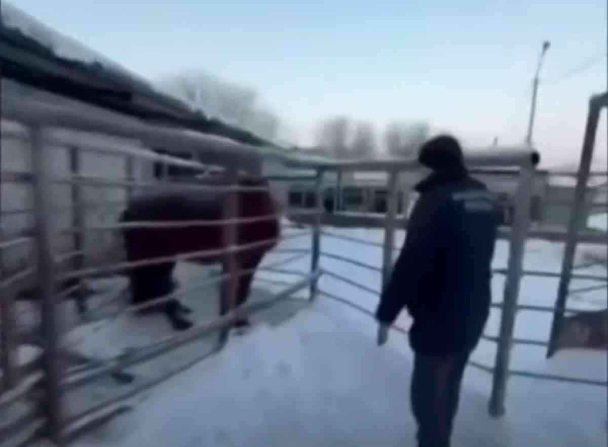БҚО-да жылқы ұрлап, оны көлікке айырбастаған күдікті қолға түсті
