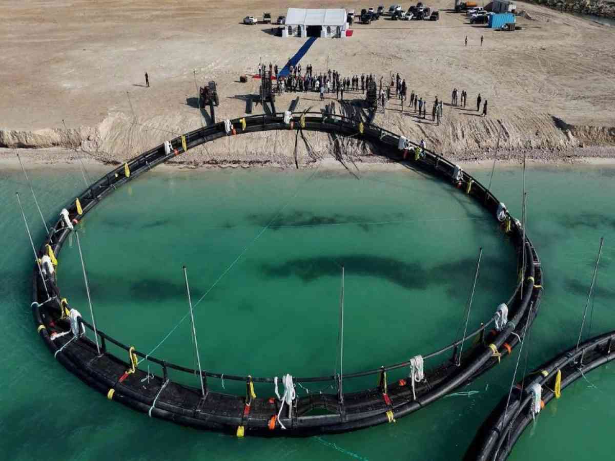 Қазақстанда балық өсіру саласында 40 жоба жүзеге асырылуда