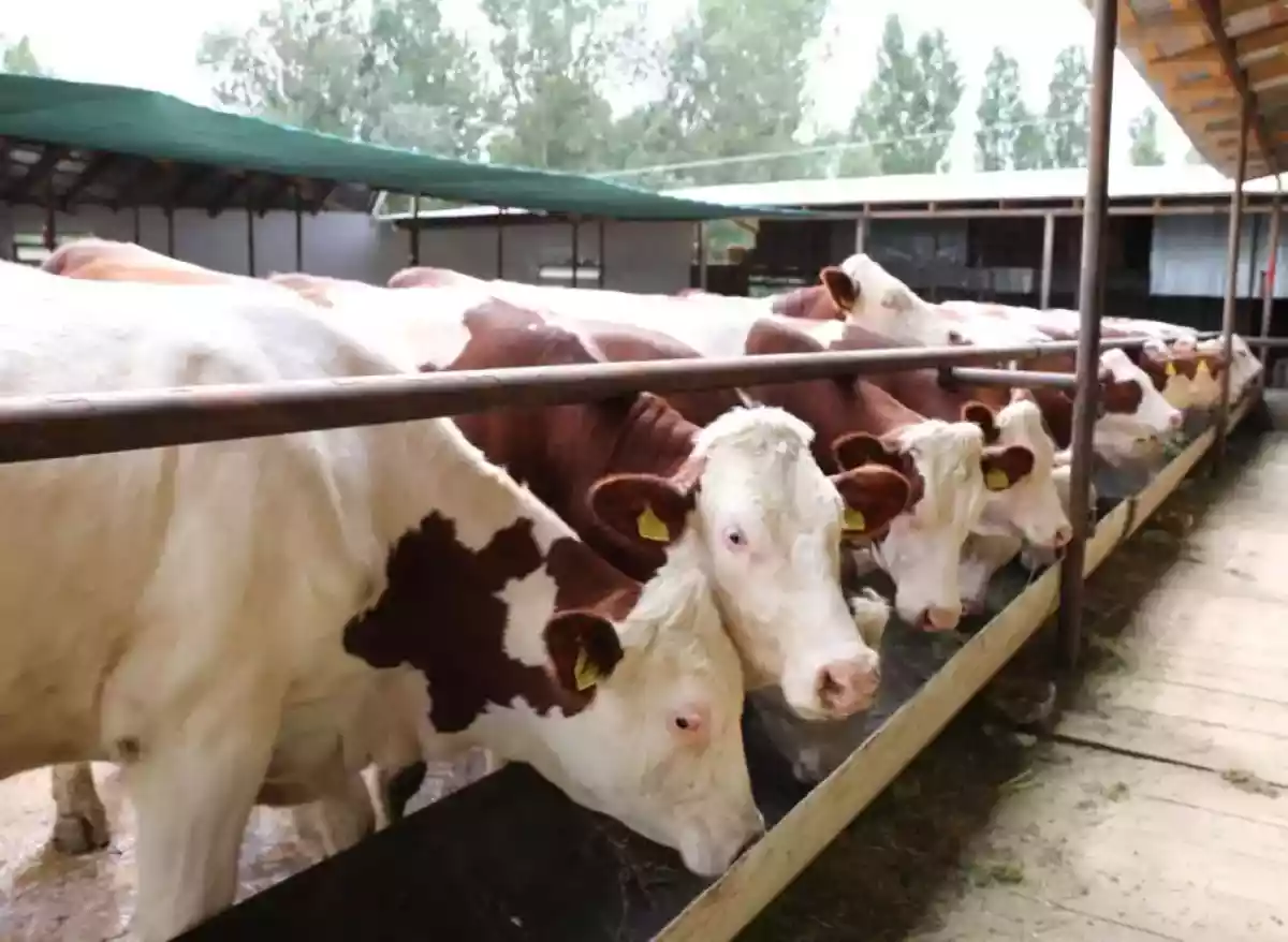 Жамбылда ауыл шаруашылығы өнімдерін қайта өңдеу қарқынды дамуда