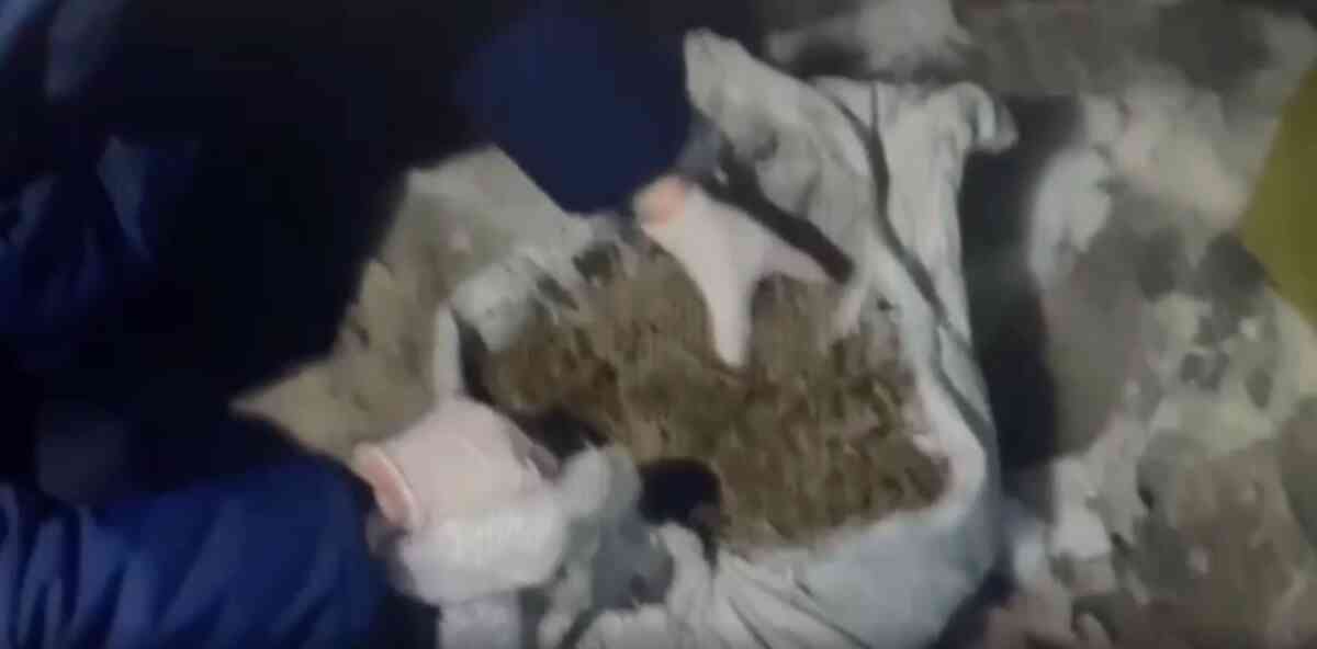 Жамбылда марихуана сақтау дерегі бойынша екі адам сотталды