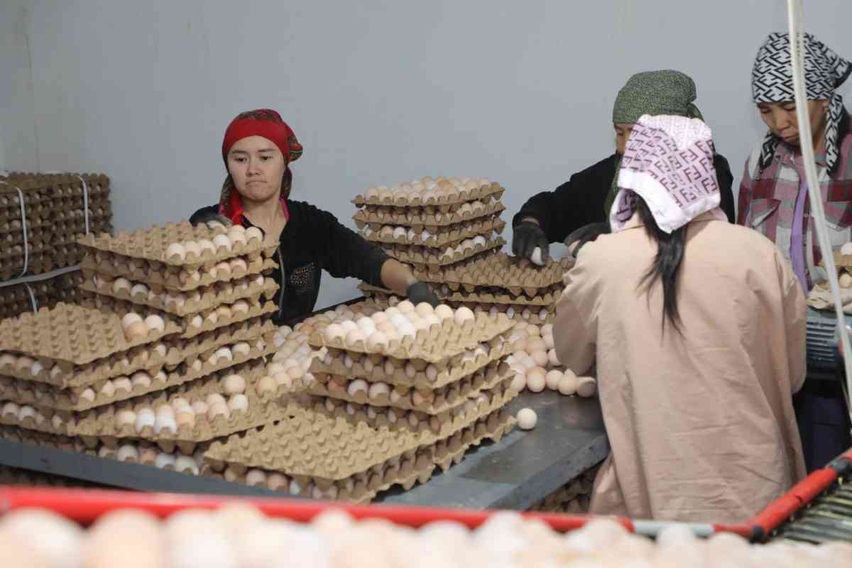 Қазақстан жұмыртқа импортына уақытша шектеу енгізбек