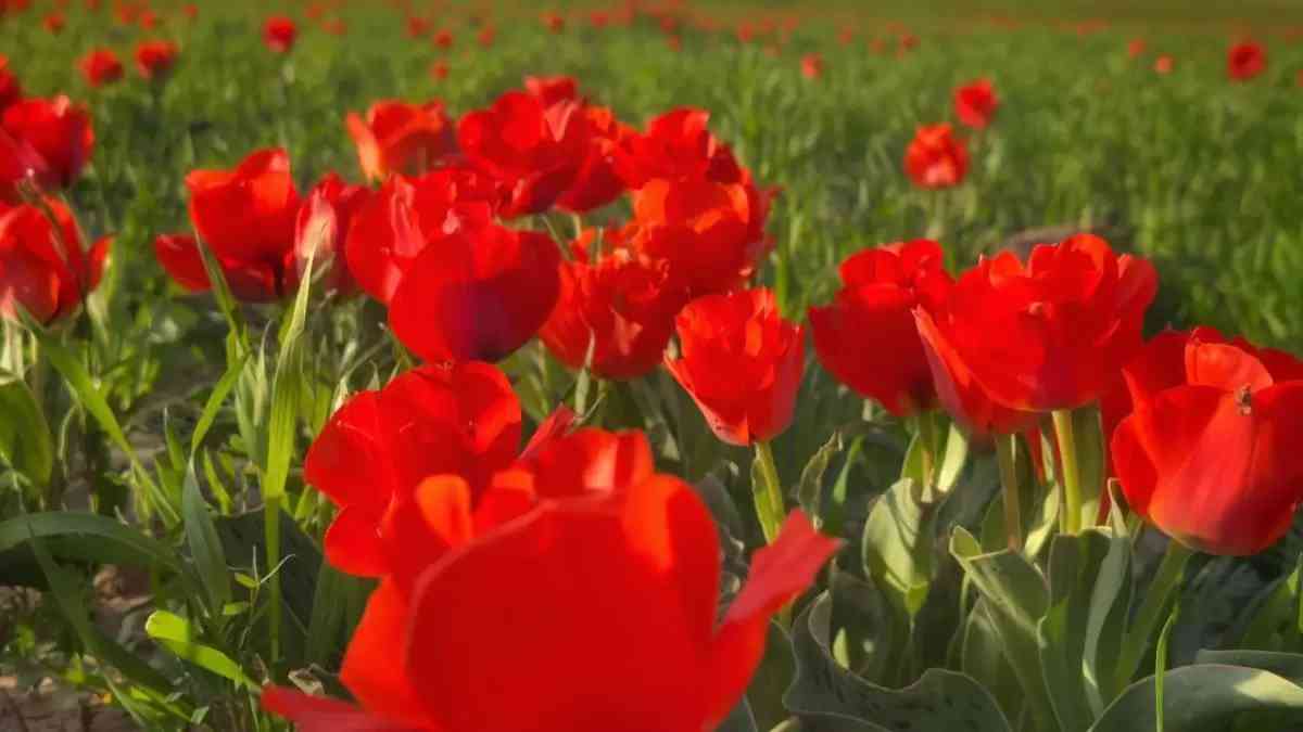 Түркістан облысында Қызыл кітапқа енген Грейг қызғалдағы гүлдеді