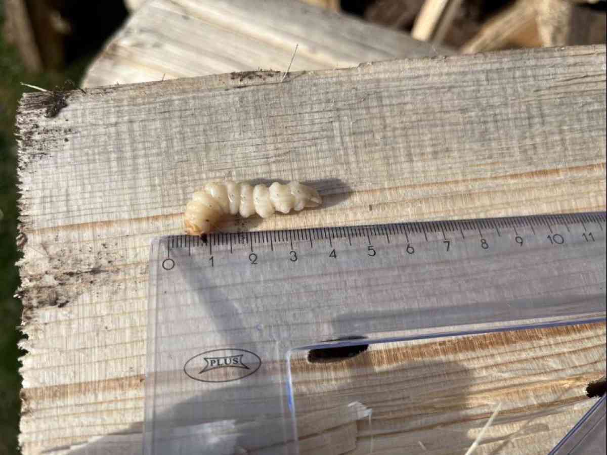 Ресейден әкелінген ағаштан қауіпті зиянкес анықталды