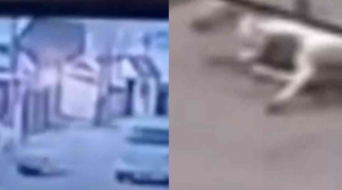 Таразда жылқы мінген 7 жастағы баланы көлік қағып кетті