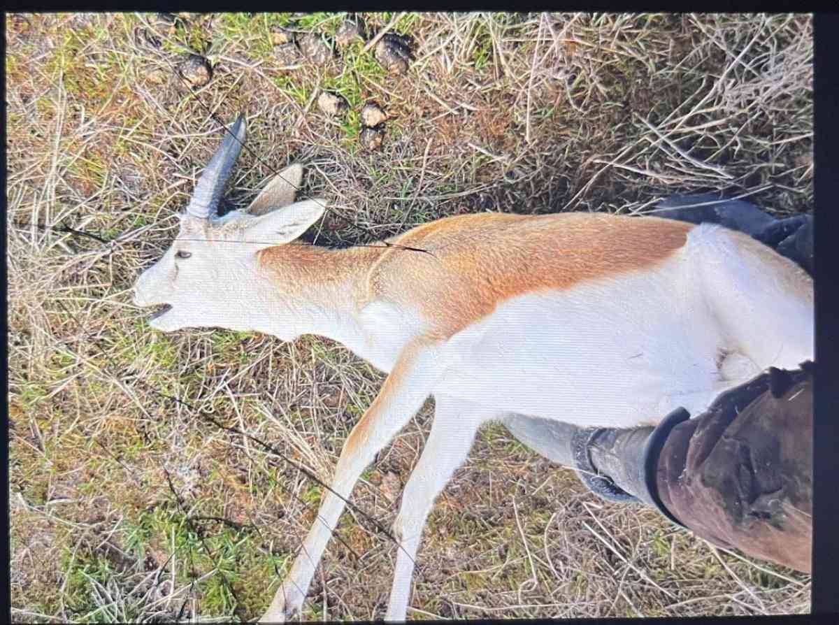 Жамбылда қарақұйрықты заңсыз аулағандар ұсталды