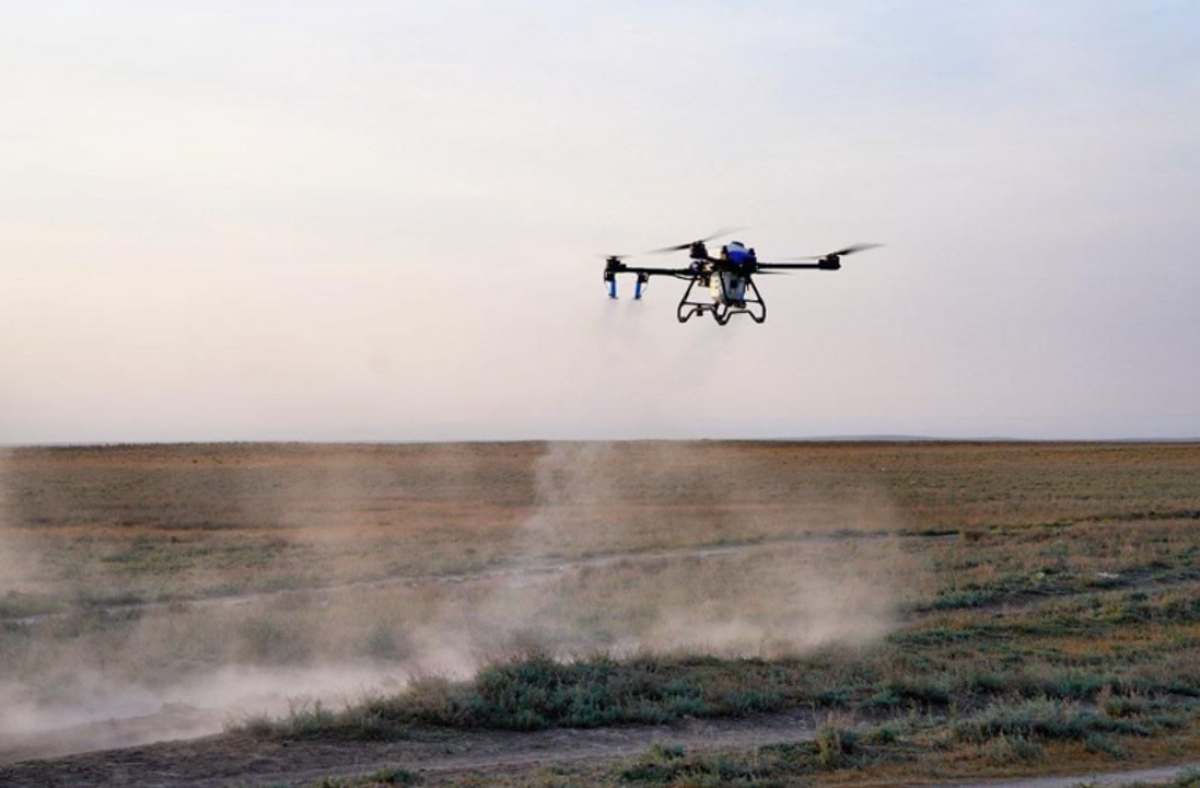 Шегірткеге қарсы күрес шараларына 100-ден астам дрон жұмылдырылады