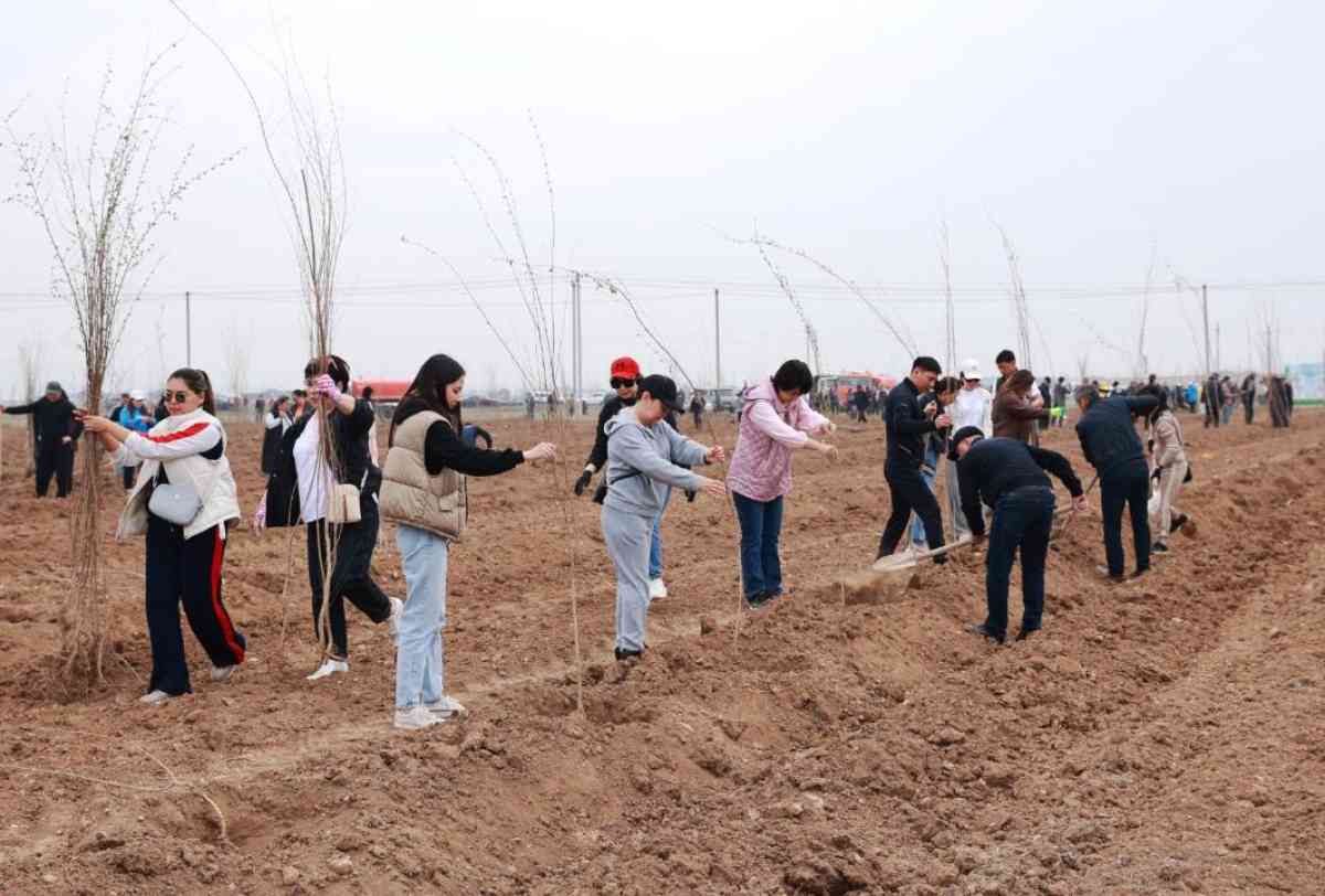 «Таза Қазақстан»: Жамбыл облысында биыл 17 млн-ға жуық көшет отырғызу жоспарлануда