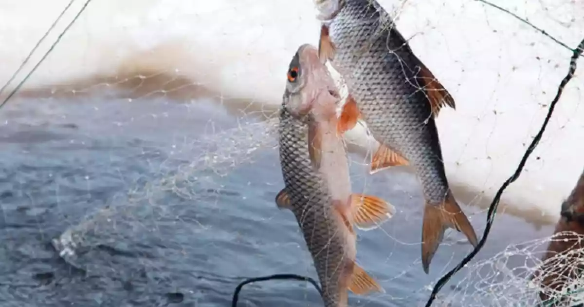 Балқаш көлінде заңсыз балық аулаған азамат сотталды