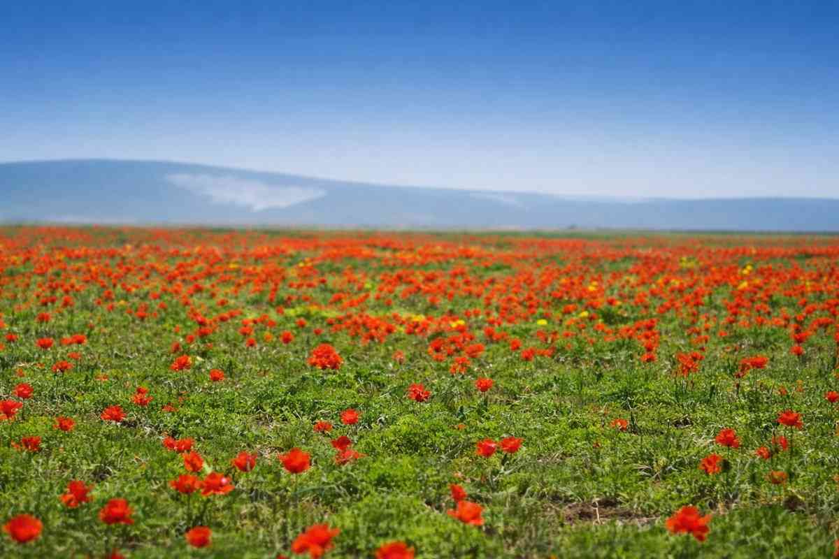 Жамбылда көктемнің ең ауқымды екі фестивалі өтеді