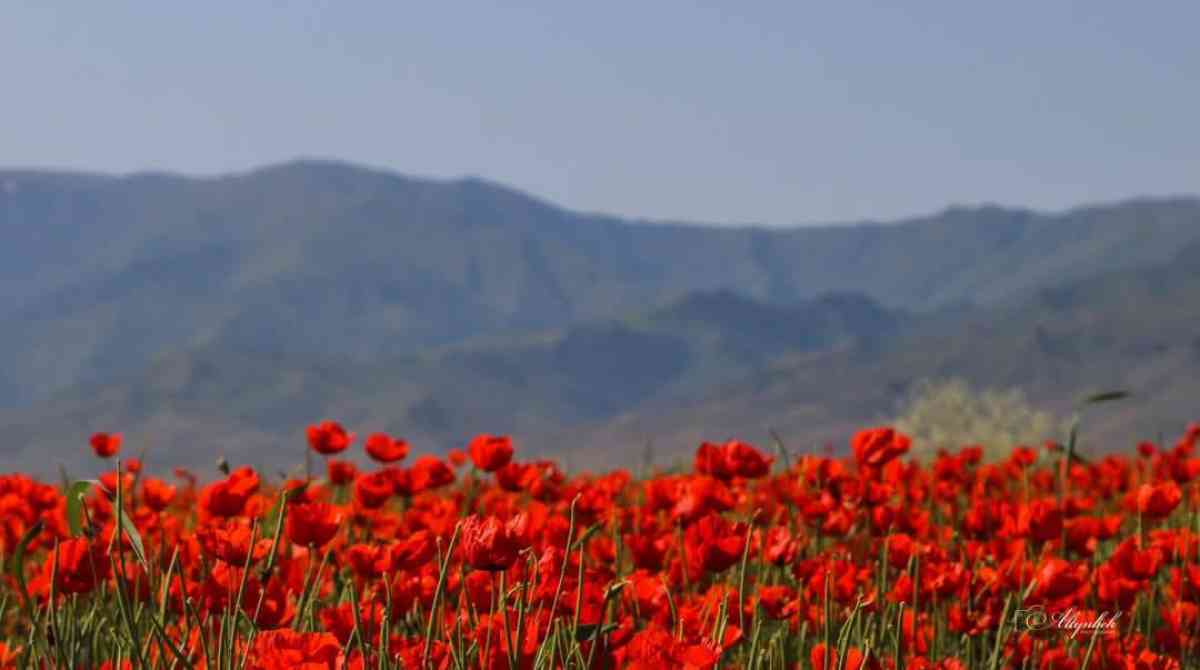 Жамбыл облысында көктемнің ең ауқымды екі фестивалі өтеді