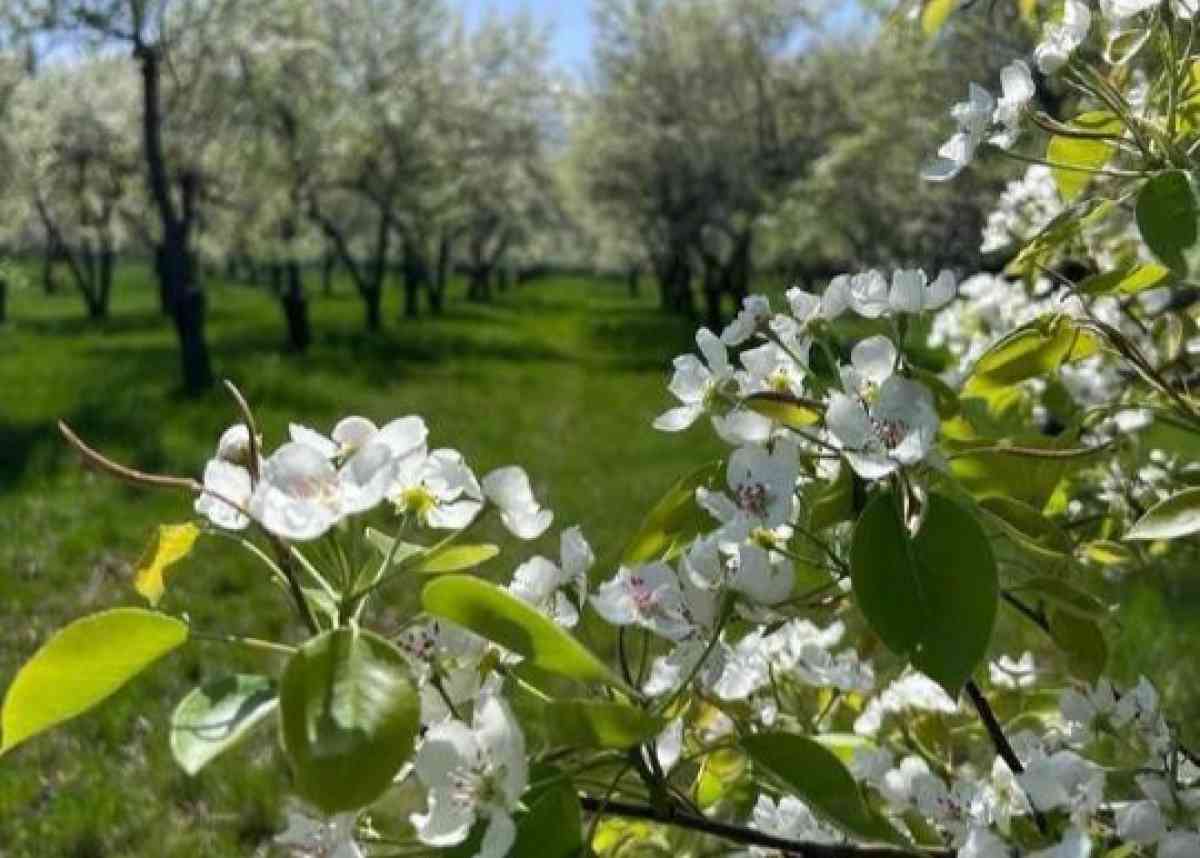 Қазақстанда алма бақтарының «қоры» жаңғыртылмақ